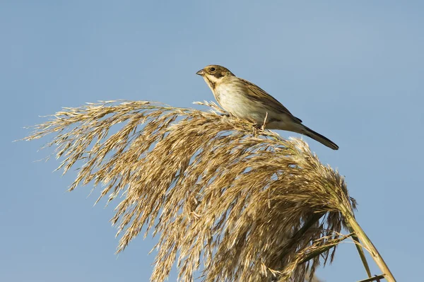 A female of reed bunting in a autumn day / Emberiza schoeniclus — Stock Photo, Image
