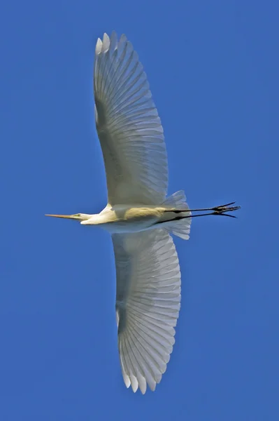 Great Egret in flight / Ardea alba — Stock Photo, Image
