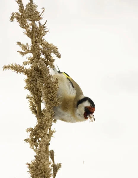 Goldfinch feeding in a grey winter morning — Stock Photo, Image
