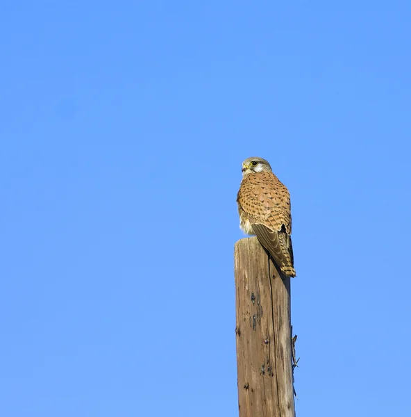 Common Kestrel - Falco tinnunculus — Stock Photo, Image
