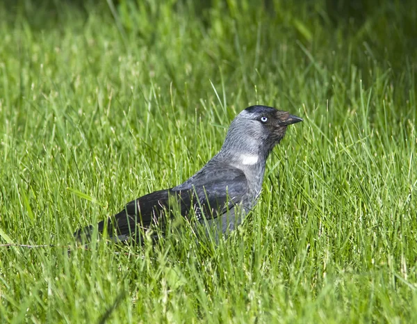 Jackdaw procurando comida na grama / Corvus monedula — Fotografia de Stock