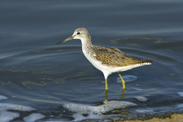 Greenshank feeding on the shore (Tringa nebularia)
