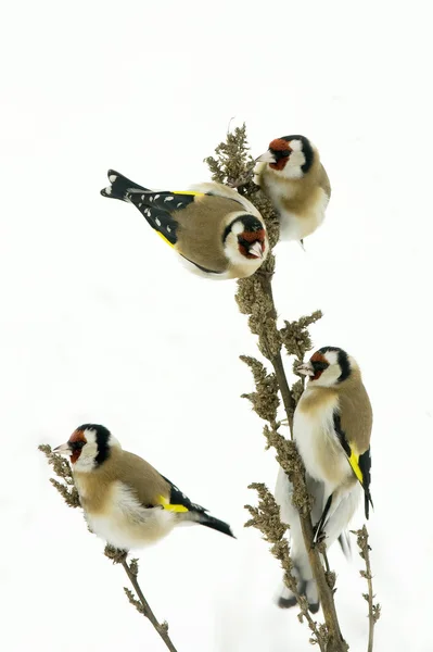 Goldfinches 회색 겨울 아침에 먹이 로열티 프리 스톡 사진