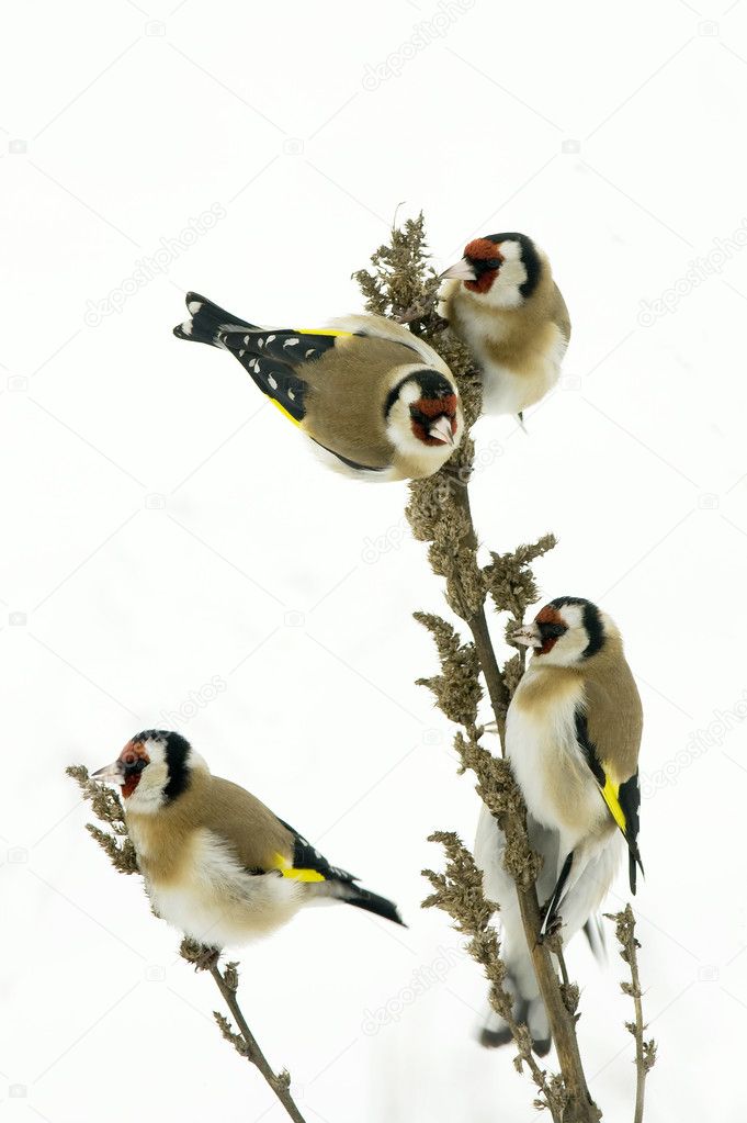 Goldfinches feeding in a grey winter morning