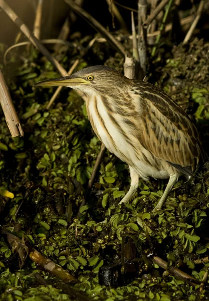 A juvenile of little bittern on the shore / Ixobrychus minutus — Stock Photo, Image