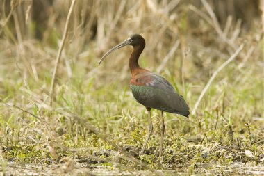 Glossy ibis feeding on th shore / Plegadis falcinellus clipart