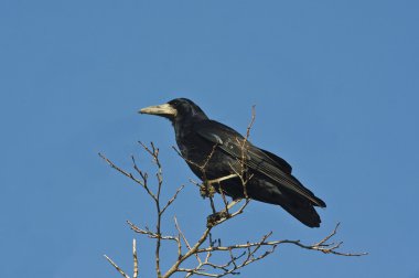 doğal yaşam alanı içinde yetişkin Kalesi (corvus frugilegus).