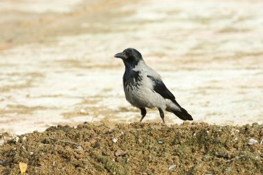 Hooded crow ( Corvus corone cornix ) clipart