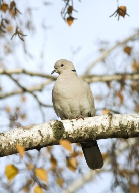 Yakalı güvercin bir dalda dinlenme / Streptopelia decaocto