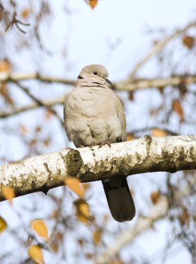 Yakalı güvercin bir dalda dinlenme / Streptopelia decaocto