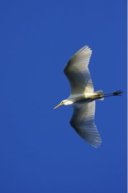 Uçarken Büyük Akbalıkçıl / Ardea alba