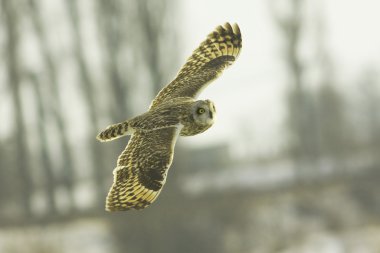 Kısa kulaklı baykuş (ASIO flammeus) uçuş