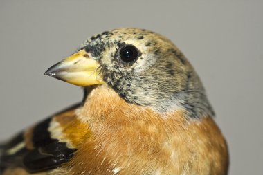 Dağ ispinozu / ispinoz montifringilla