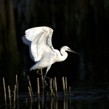 Reed üzerinde açılış küçük ak balıkçıl (Egretta garzetta)