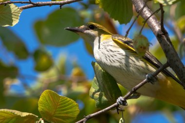 Sarıasma ağaca tünemiş / Oriolus oriolus