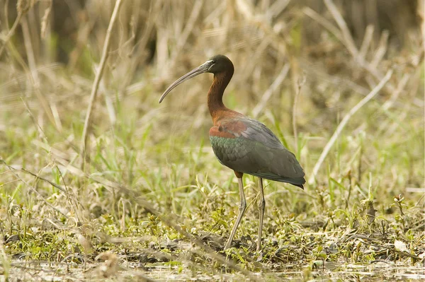 Glossy ibis spiser på th shore / Plegadis falcinellus – stockfoto