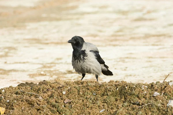 Kapuzenkrähe (corvus corone cornix) ) — Stockfoto