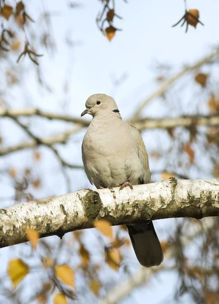 Collared dove resting on a branch / Streptopelia decaocto — Stock Photo, Image