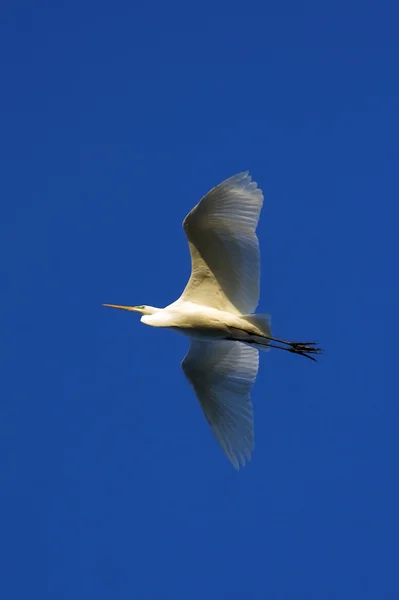 Great white egret in flight — Stock Photo, Image