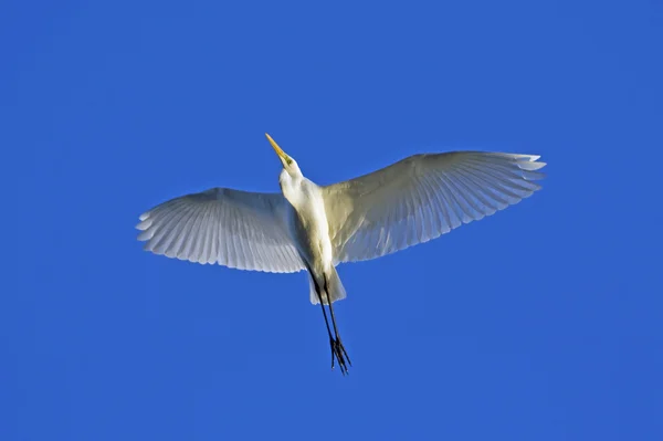 Great Egret in flight / Ardea alba — Stock Photo, Image