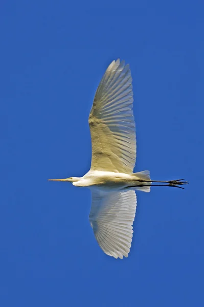 Grande Egret em voo contra o céu azul / Ardea alba — Fotografia de Stock