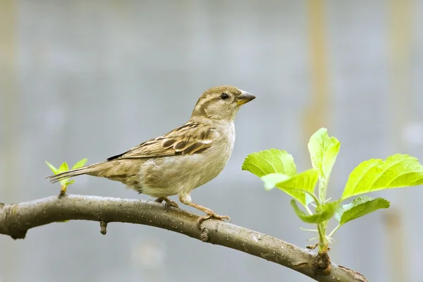 House sparrow, female / Passer domesticus / vrabie de casa, femela — Stock Photo, Image