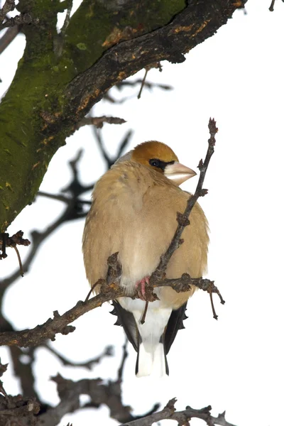 Hawfinch eating berryes in winter (Coccothraustes coccothraustes) — Stock Photo, Image