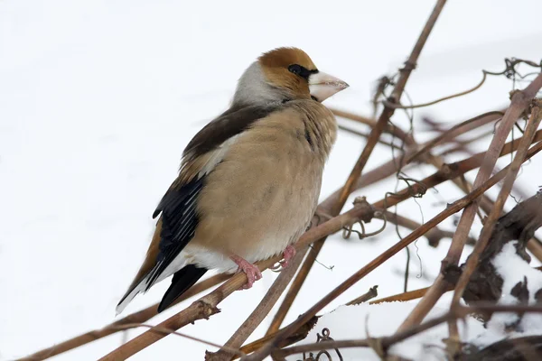 An adult of hawfinch on a branch eating berries / Coccothraustes coccothrau — Stock Photo, Image