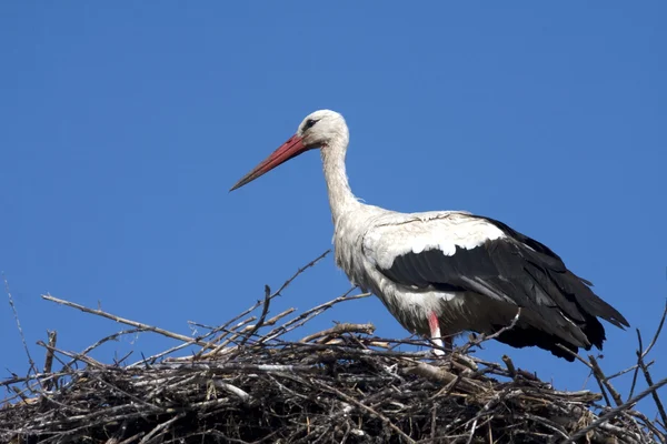 Hvit stork / Ciconia cikoni – stockfoto