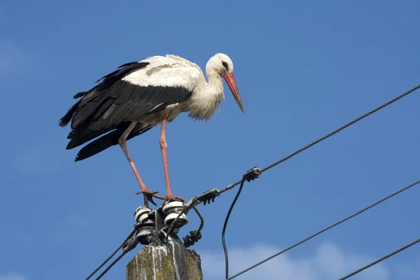 White stork / Ciconia ciconia — Stock Photo, Image