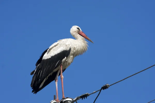 White stork / Ciconia ciconia — Stock Photo, Image