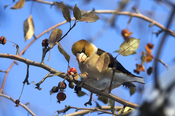 A hawfinch on a branch / Coccothraustes coccothraustes — Stock Photo, Image