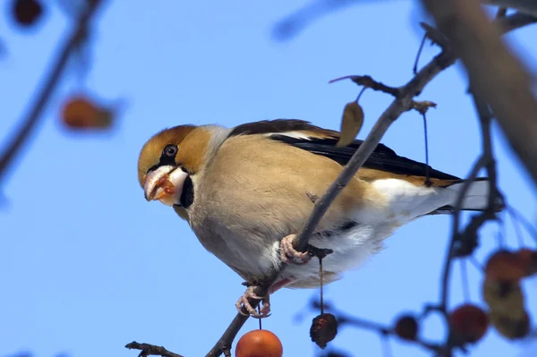 Hawfinch (通赂通赂冬天吃 berryes) — 图库照片