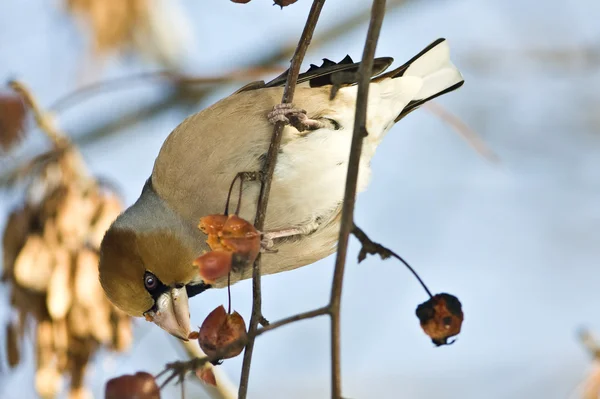 Hawfinch eating berryes in winter (Coccothraustes coccothraustes) — Stock Photo, Image