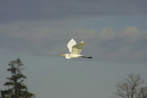 Gran garza blanca en vuelo — Foto de Stock