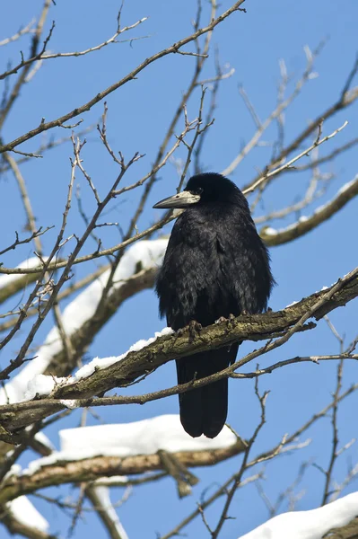 Rook (Corvus frugilegus) dans une scène hivernale — Photo