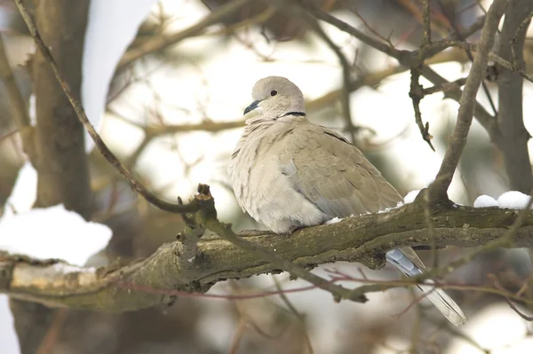 冬の枝に襟付き鳩 — ストック写真