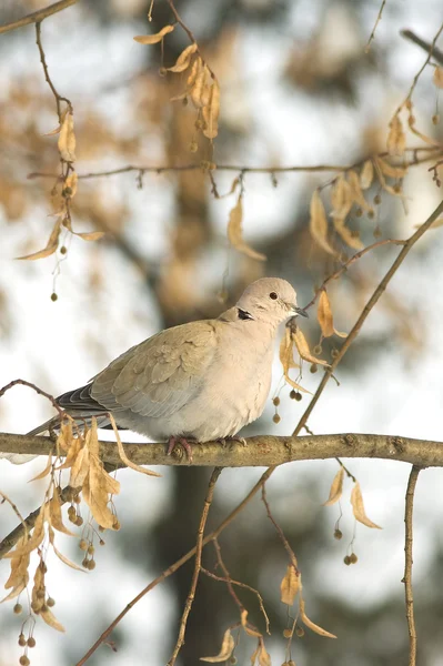 Collared dove on a branch in winter — Stock Photo, Image