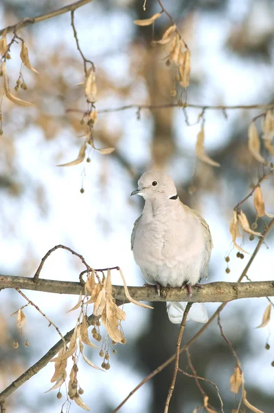 Ошейник голубя на ветке зимой — стоковое фото