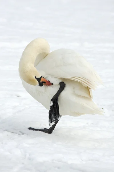 Mute swan (Cygnus olor) in a winter scene — Stock Photo, Image