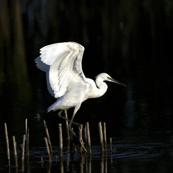Little Egret (Egretta garzetta) landing on the reed — Stock Photo, Image