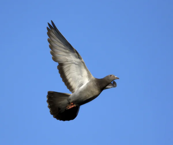 Pombo selvagem em uma cena de voo — Fotografia de Stock