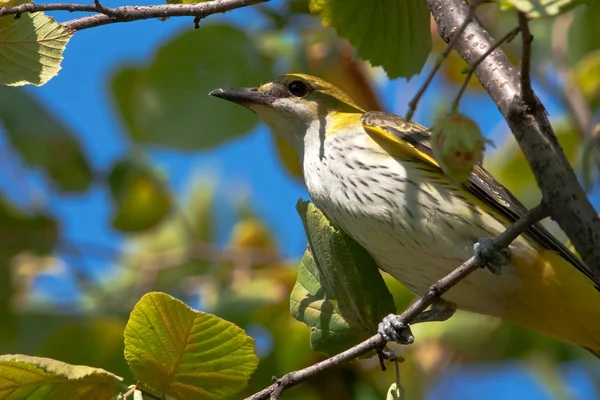 Golden oriole perched in a tree / Oriolus oriolus — Stock Photo, Image