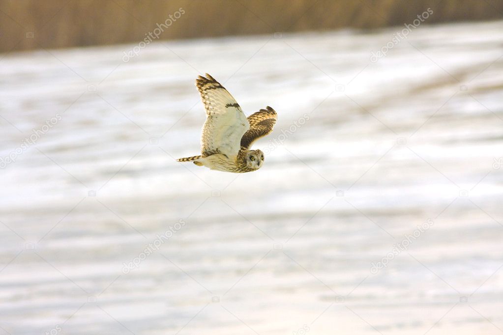 A short-eared owl in flight (Asio flammeus)