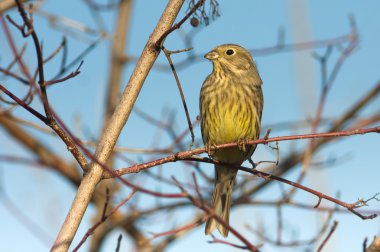 Yellowhammer bir dal üzerinde dinlenme / Emberiza citrinella