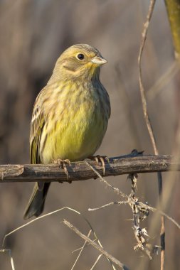 Yellowhammer bir dal üzerinde dinlenme / Emberiza citrinella