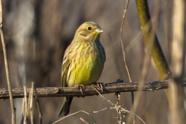 Yellowhammer resting on a branch / Emberiza citrinella clipart