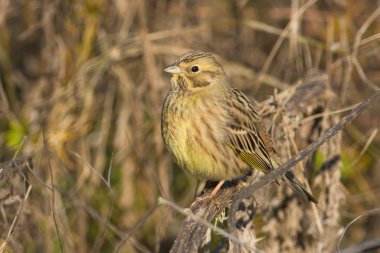 Yellowhammer bir dal üzerinde dinlenme / Emberiza citrinella