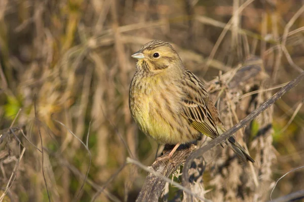Yellowhammer resting on a branch / Emberiza citrinella — Stock Photo, Image