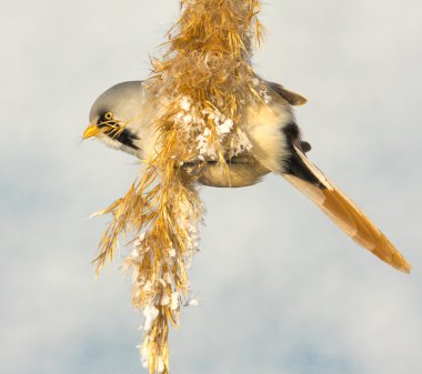 Sakallı baştankara, erkek - baştankara (panurus biarmicus)